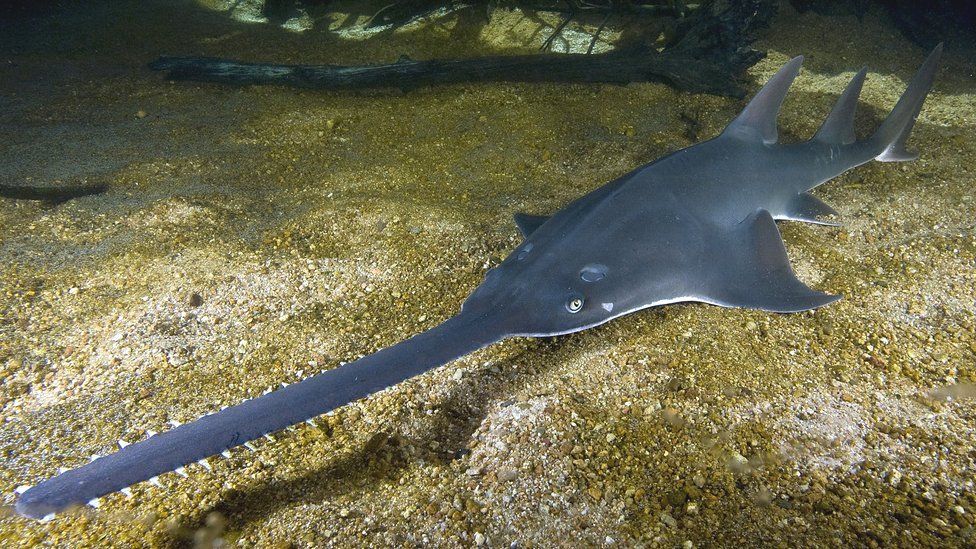 Hedge trimmer' fish facing global extinction - BBC News