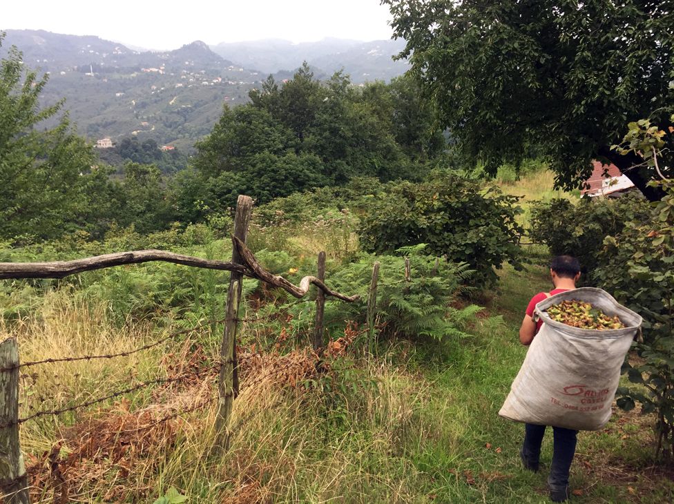 Mehmet Kelekci, work organiser and hazelnut picker