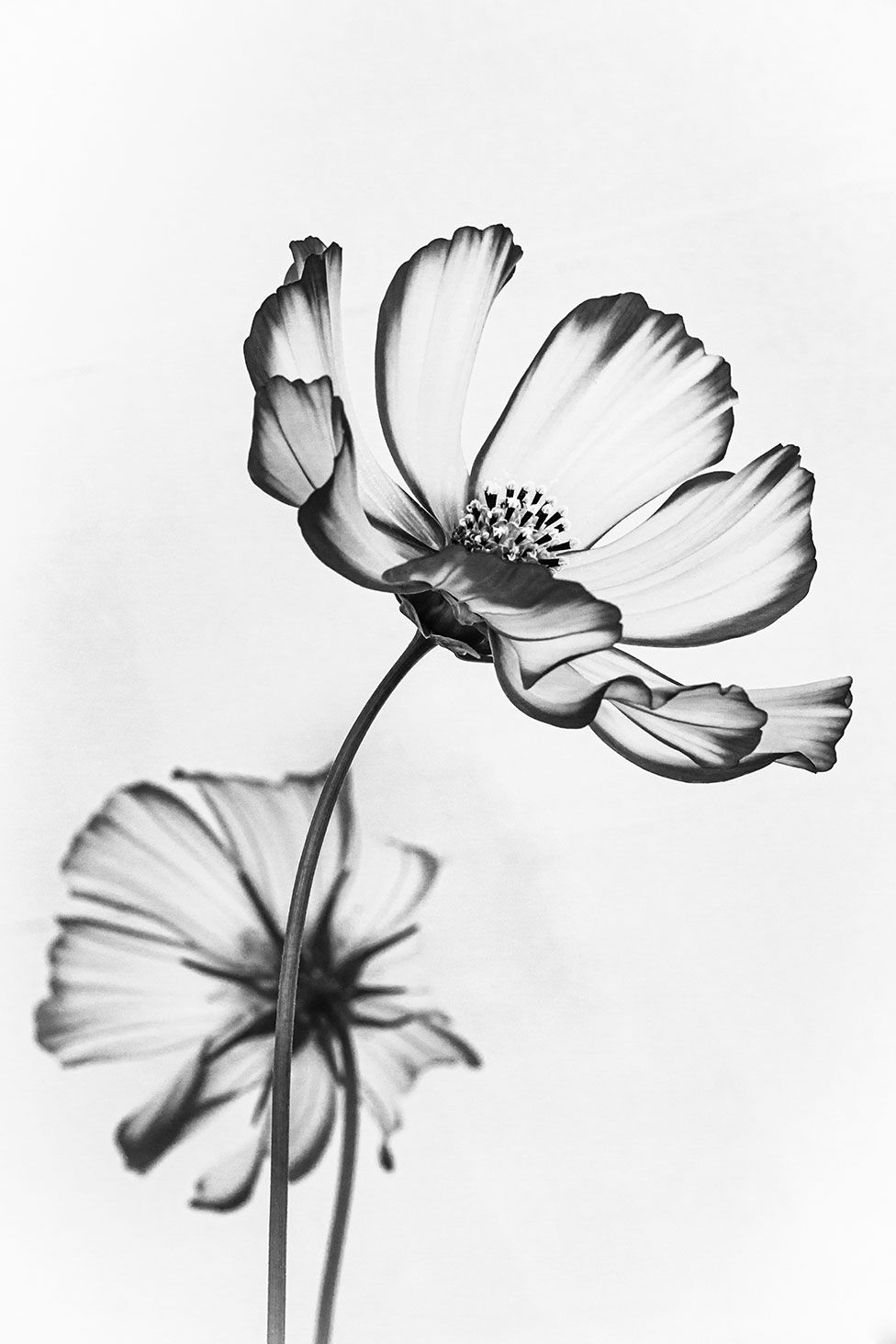 A black and white image of two flowers