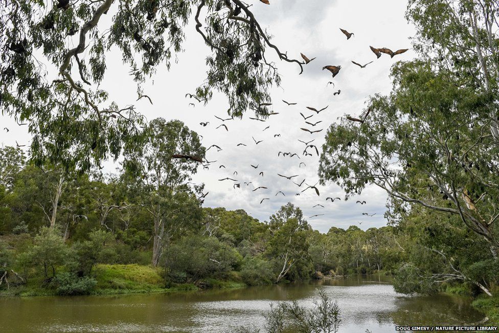 Grey-headed flying foxes flying over the Yarra River, near Melbourne.