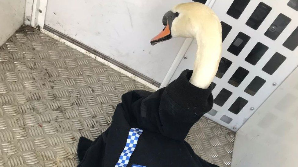 Swan in police jacket