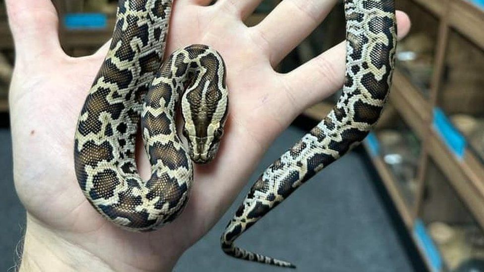 A Dwarf Burmese Python