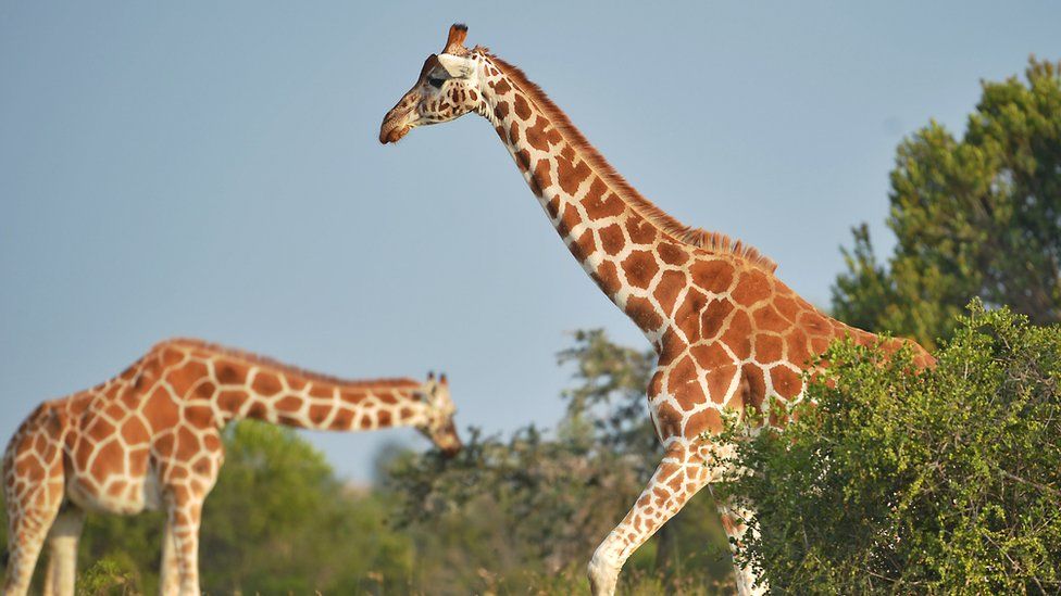 giraffes