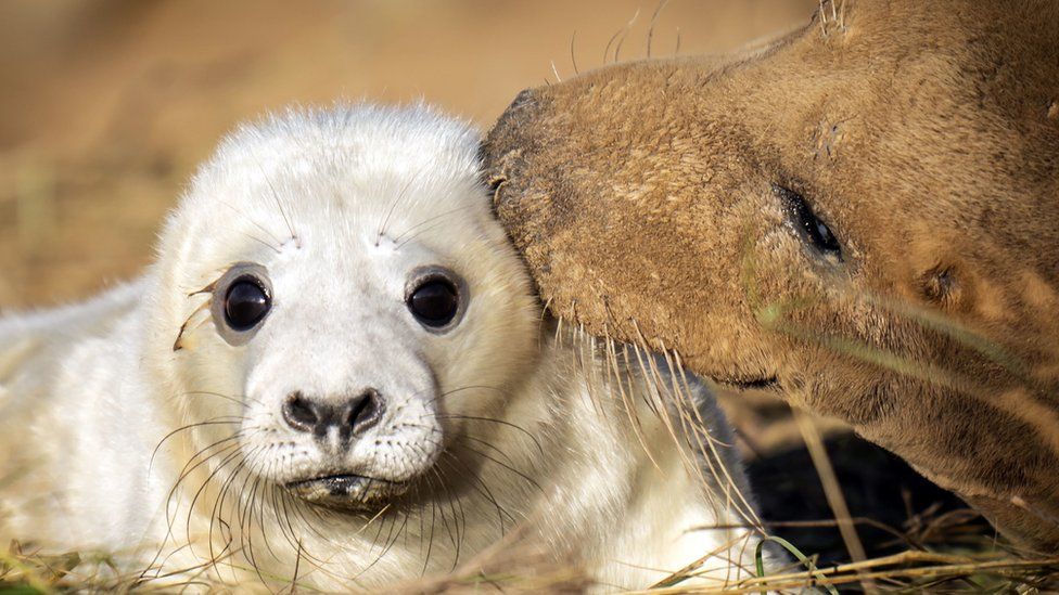 Seal and pup