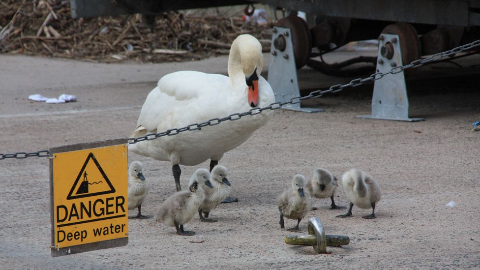 Swan and cygnets