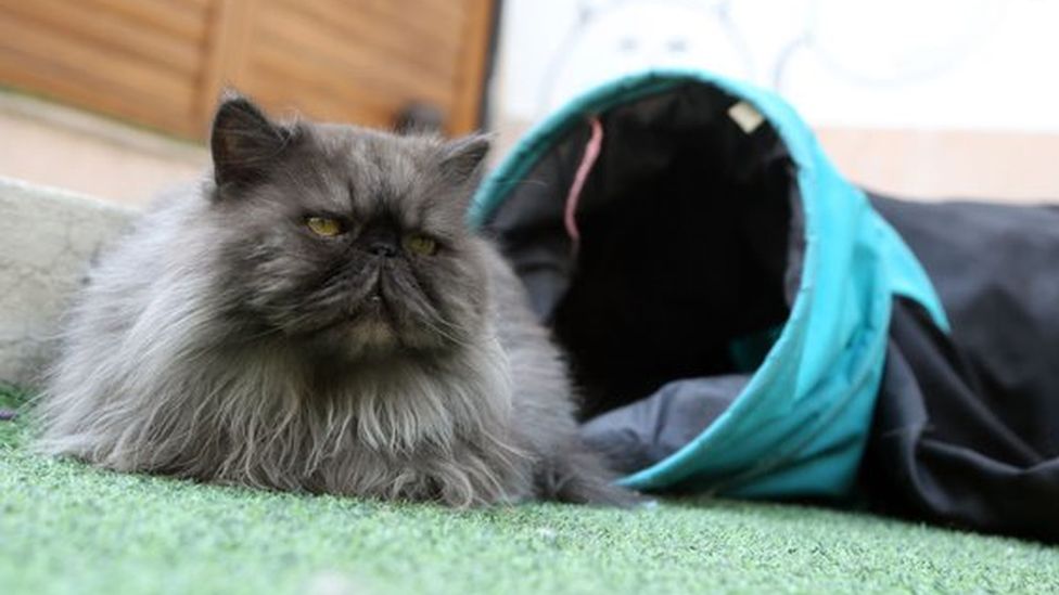 A Persian cat in a Tehran cafe