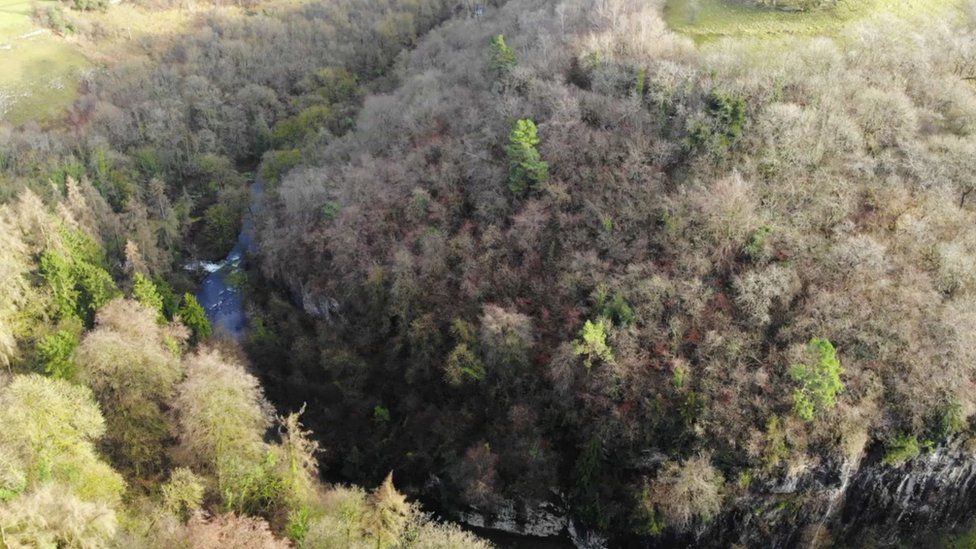 Ash dieback: 'Experimental' drones to be used to plant trees - BBC News