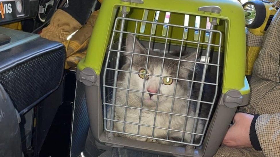 A cat sits inside a carrier held by a firefighter