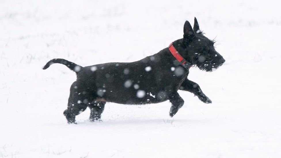 A Scottish terrier plays in the snow on the Dunstable Downs in Bedforshire