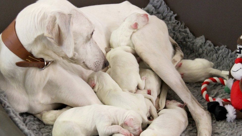 Mrs Claus with the puppies