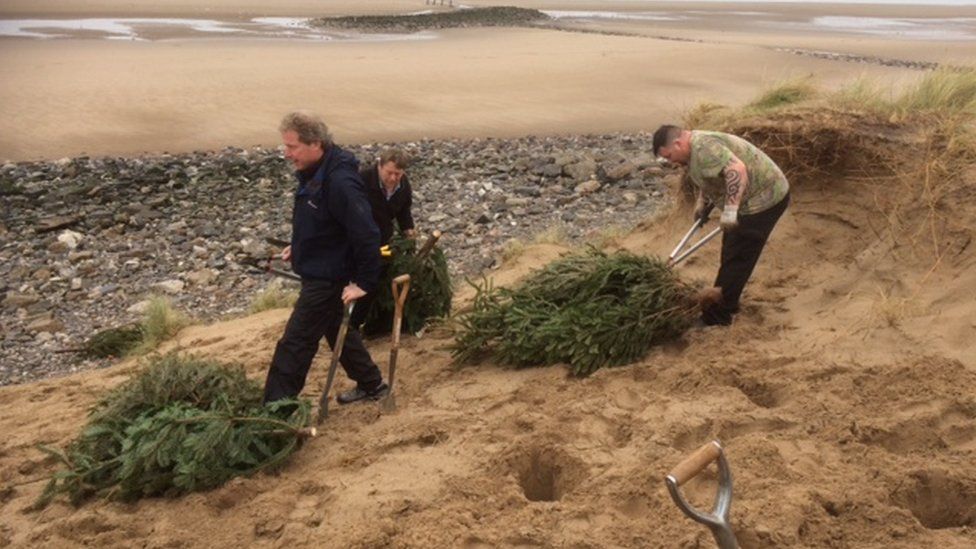 The volunteers planting the discarded Christmas trees at Barkby Beach, Prestatyn