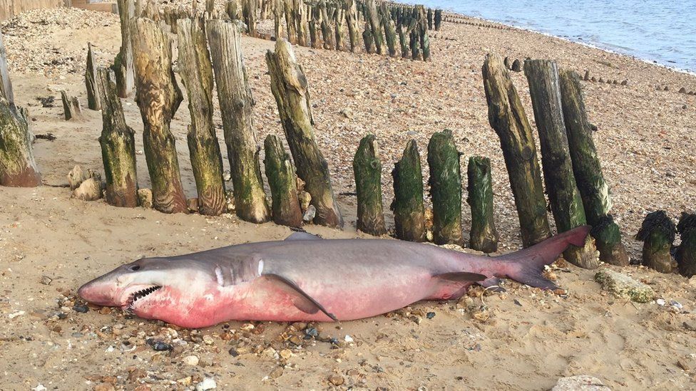 dead shark on beach