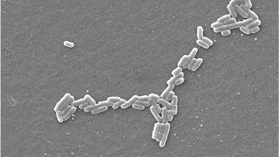 Бактерии Escherichia coli