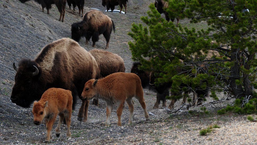 Bison in Yellowstone Park