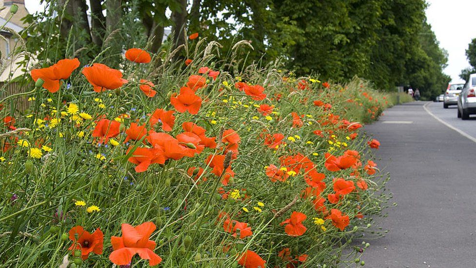 Wildflower roadside verge in UK