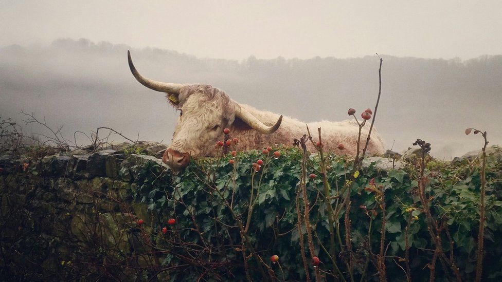 A cow leaning over a wall