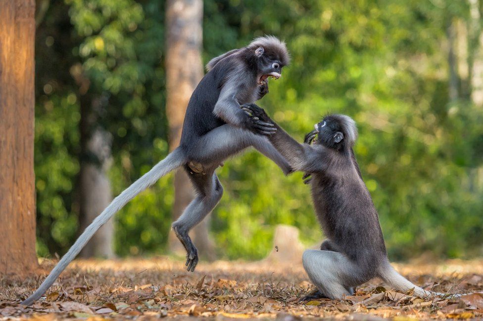 Two monkeys fighting