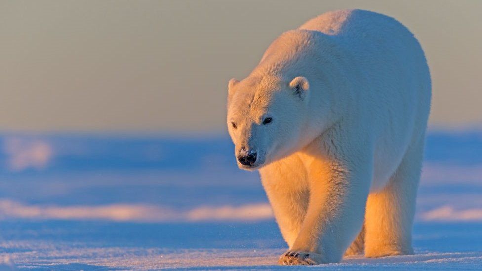 A polar bear in the Arctic National Wildlife Refuge