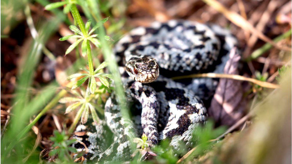 adder snake