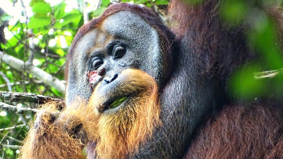 Orangutan Rakus with a medicinal leaf in his mouth