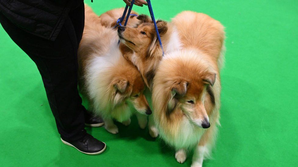  Crufts 2024 in pictures - BBC Newsround 