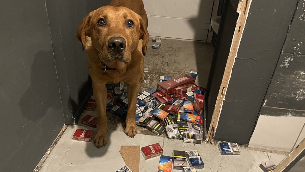 Dog with seized tobacco