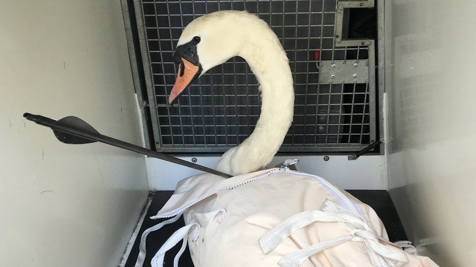 Swan being rescued after being shot with an arrow
