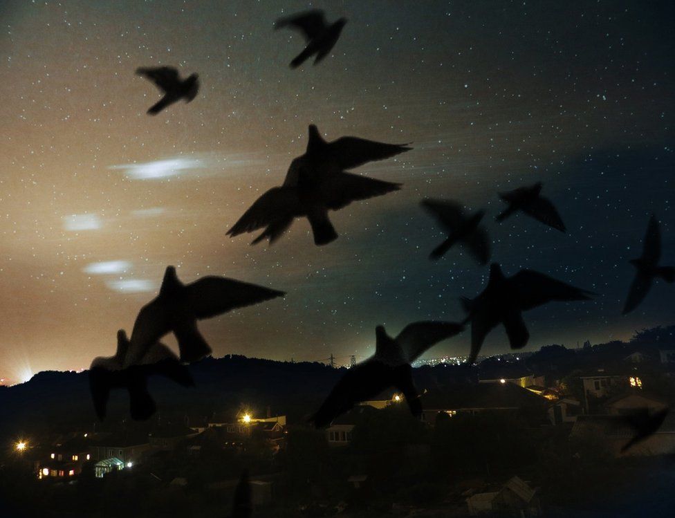 Pigeons take flight