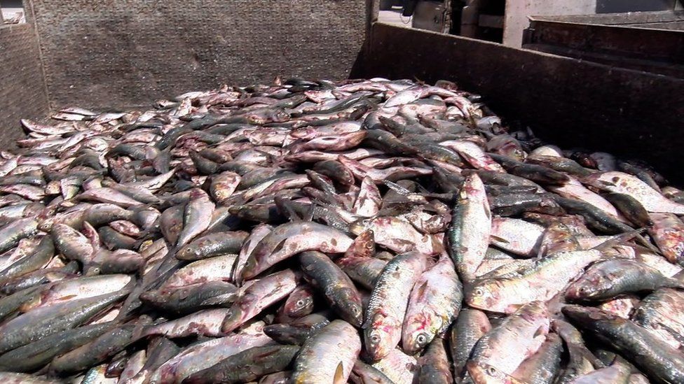 Truckload of fish