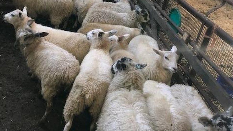 Sheep found by police