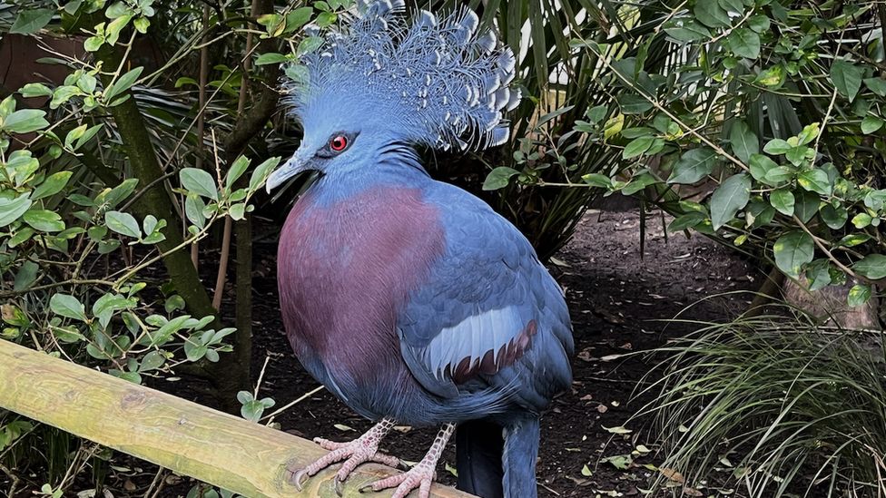 Bertie, the male Victoria crowned pigeon