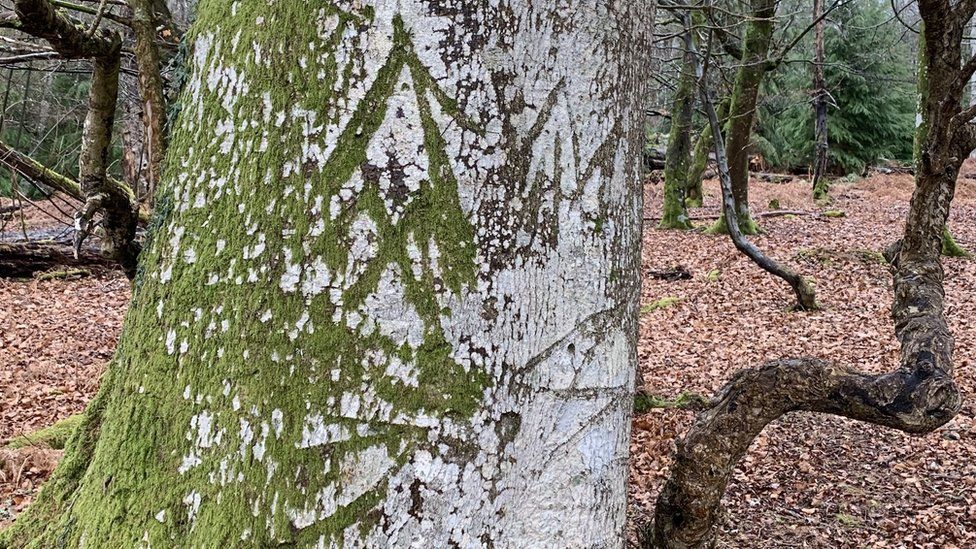 The 'King's Mark' on a tree
