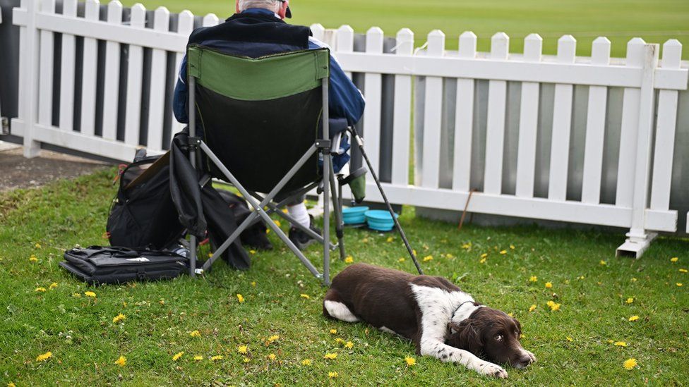 A dog looks at the camera as his owner watches county cricket behind him at Bristol's county ground