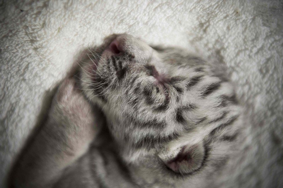 A new-born white tiger named Snow sleeps at the National Zoo in Masaya, Nicaragua, on 5 January 2021.
