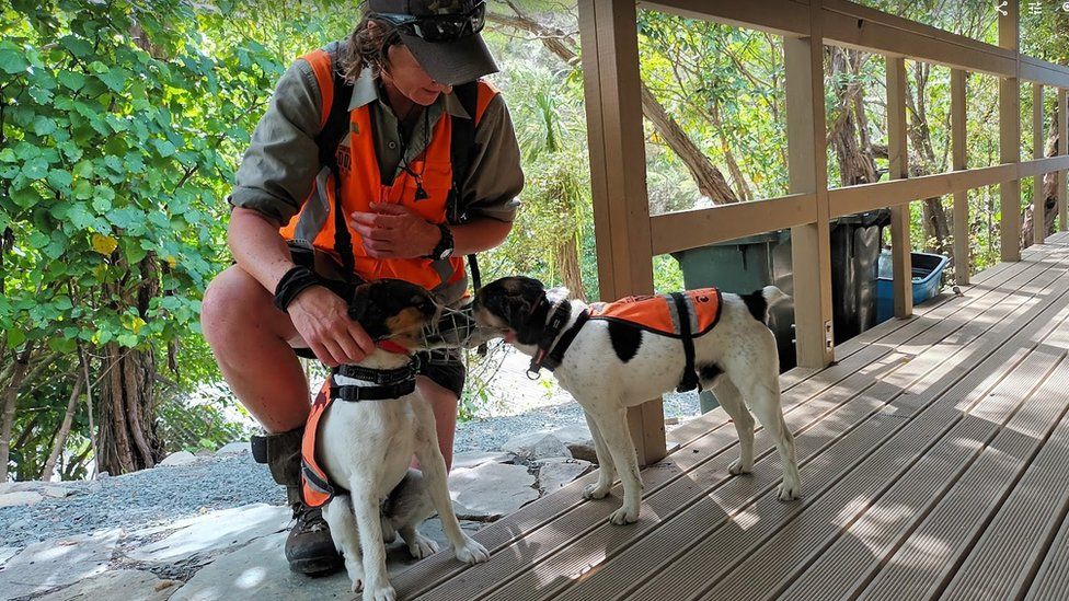 Rat detector dogs at Brook sanctuary, Nelson, New Zealand