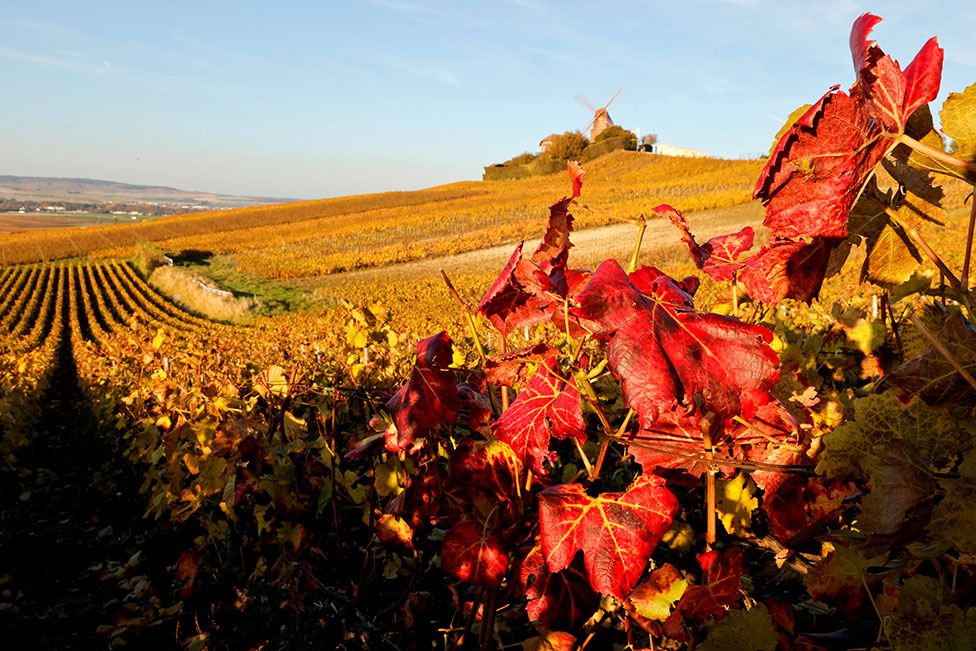 Khung cảnh mùa thu cho thấy những chiếc lá vàng và màu gỉ sắt trong vườn nho Champagne ở làng Verzenay, Pháp, vào ngày 28 tháng 10 năm 2021