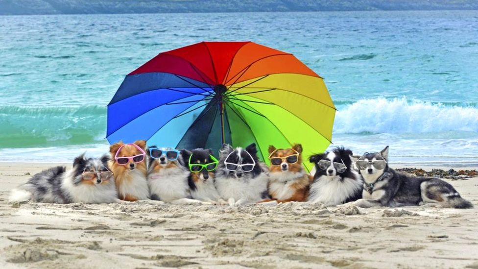 Dog posing in sunglasses on beach