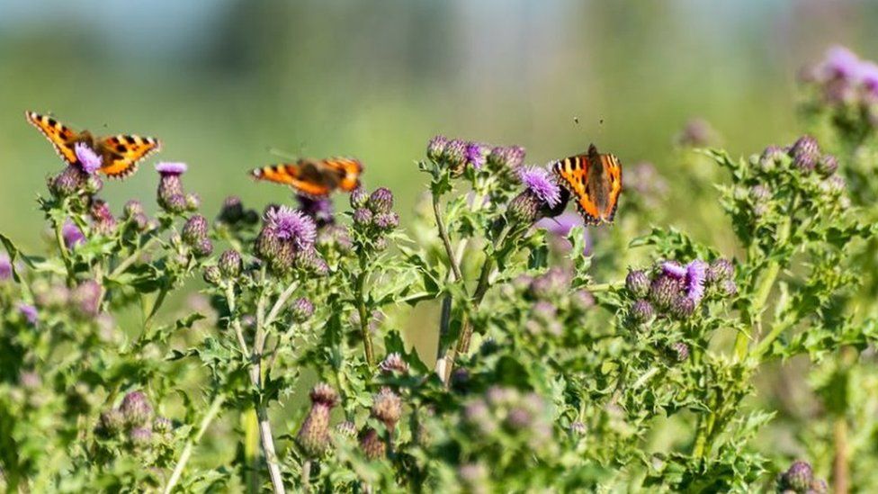 Butterflies on thistles