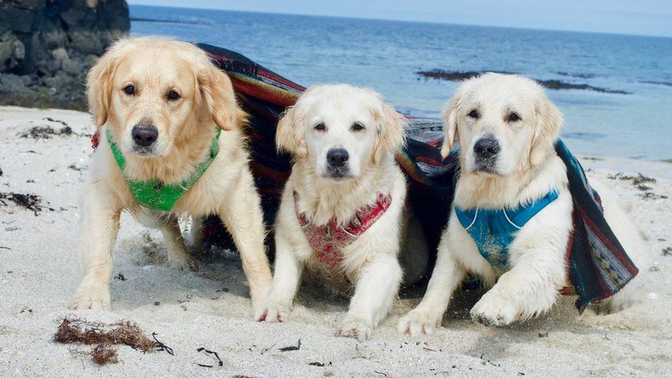 The dogs on a beach