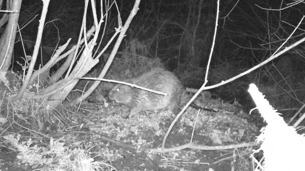 A beaver at night