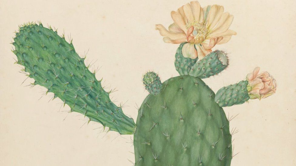 A painting of a cactus with a large white and pink flower on its top