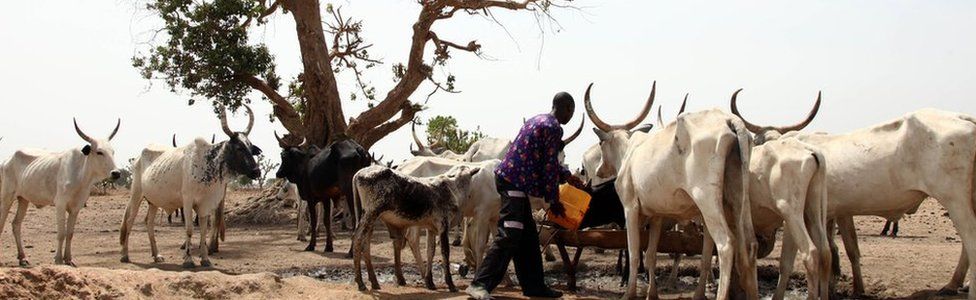 A Fulani herdsman water his cattle on a dusty plain between Malkohi and Yola tow