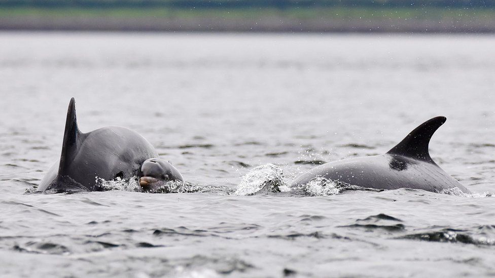 Moray Firth dolphins
