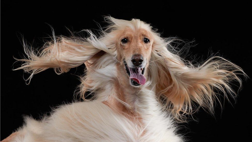 Image shows dog with hair blowing