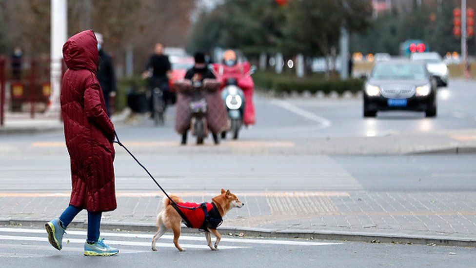 Женщина выгуливает собаку в Китае