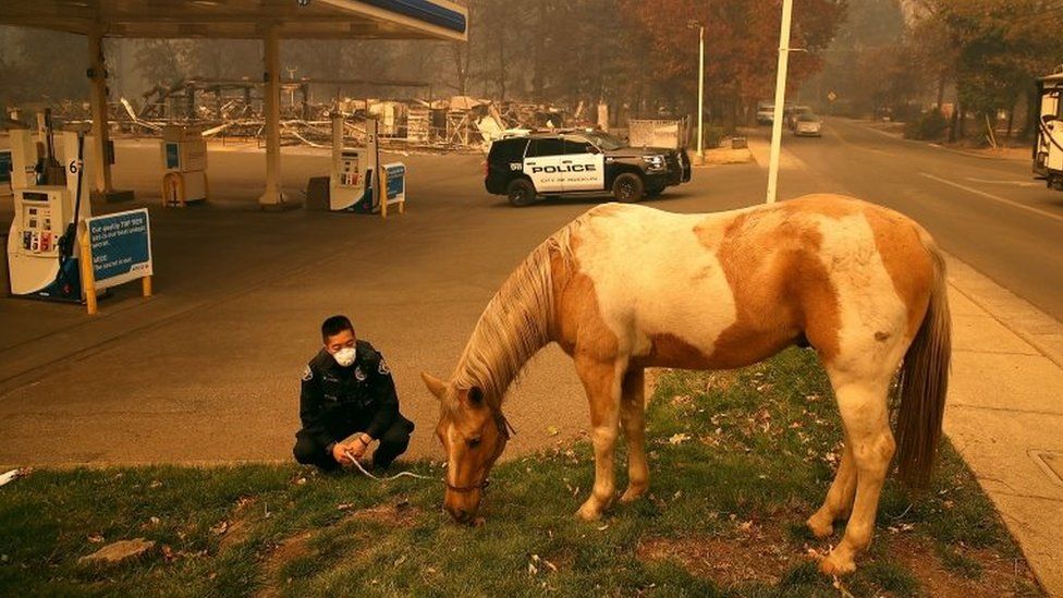 A horse eats grass near a gas station