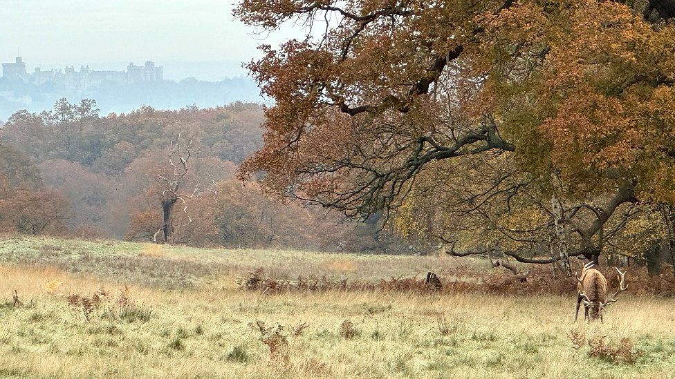TUESDAY - Windsor Great Park