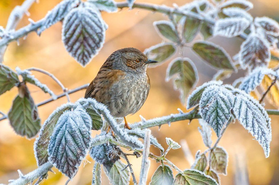 A bird sits on a branch amongst frost-covered leaves