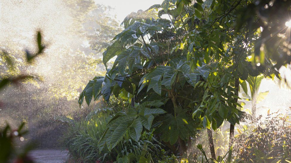 Rice paper plant with large fronds in the rain