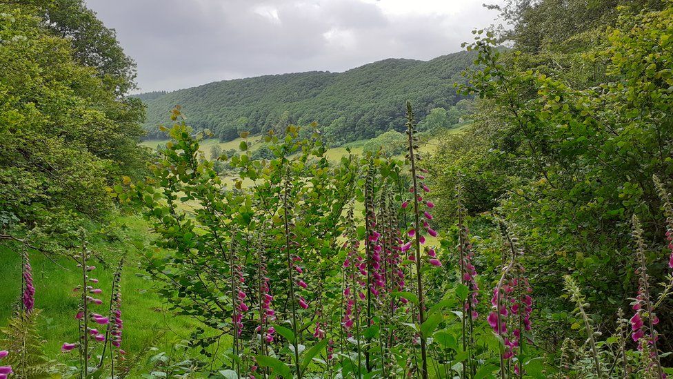 meadow with flowers and distant hills